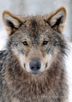 Schwedischer Wolf